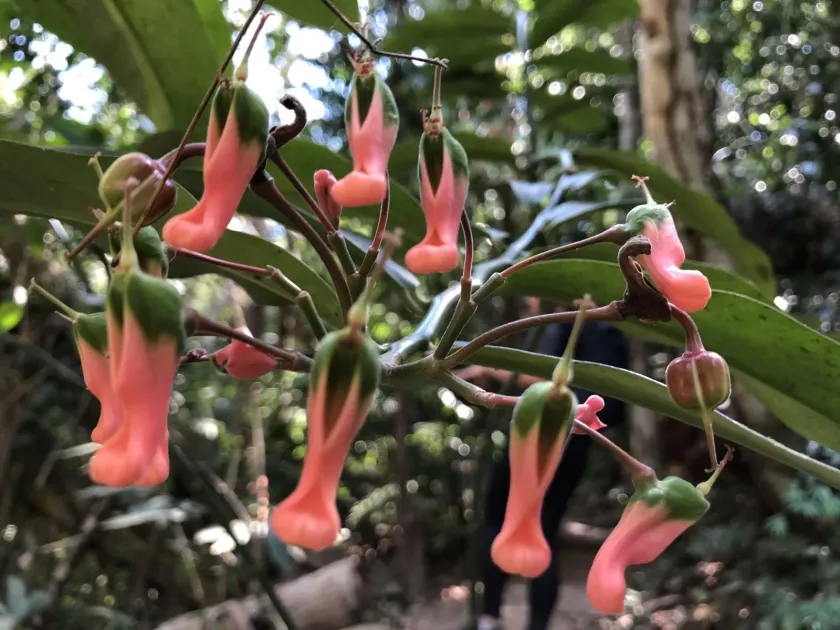 Euphorbia peritropoides