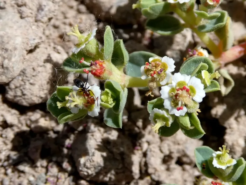 Peruvian euphorbia