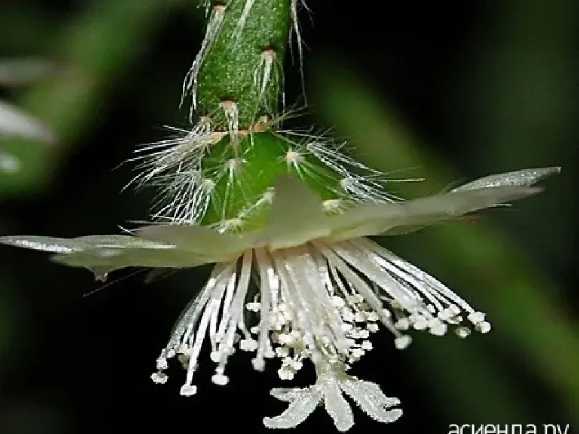 Rhipsalis neves-armondii