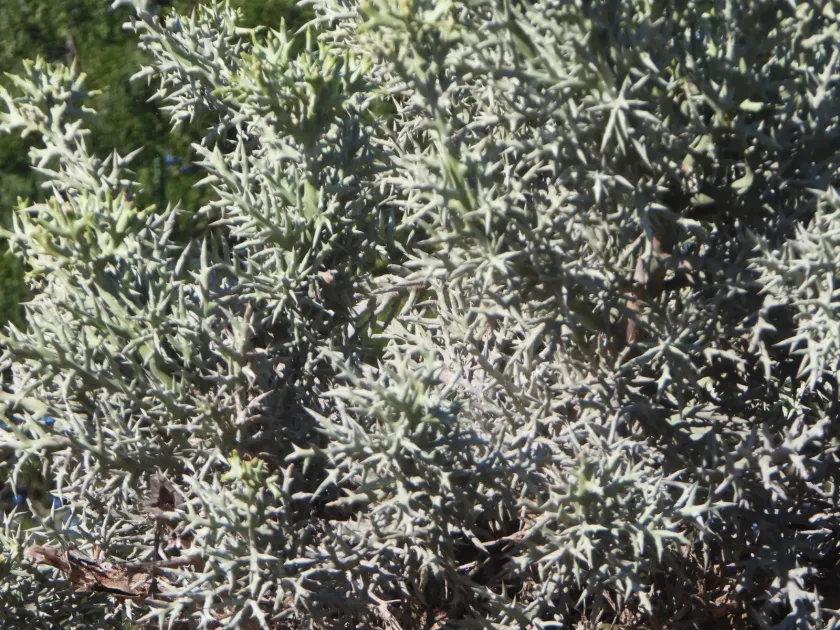 Stenoclada euphorbia