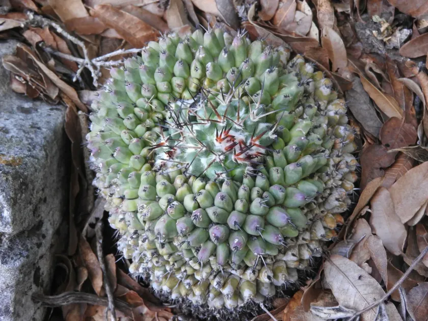 Mammillaria amajacensis