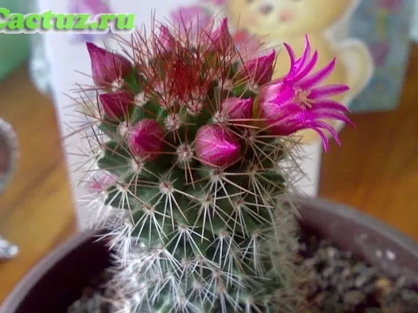 Mammillaria backebergiana