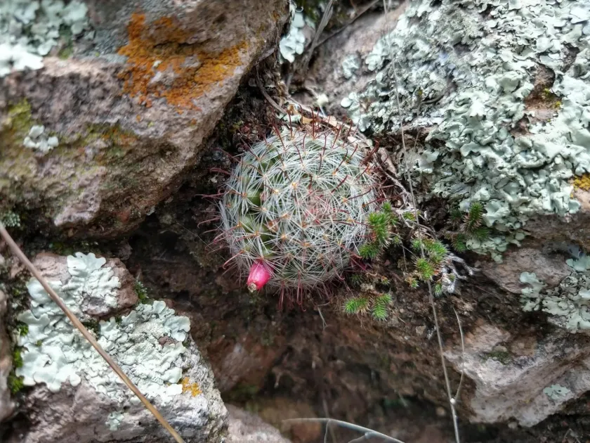 Mammillaria mercadensis