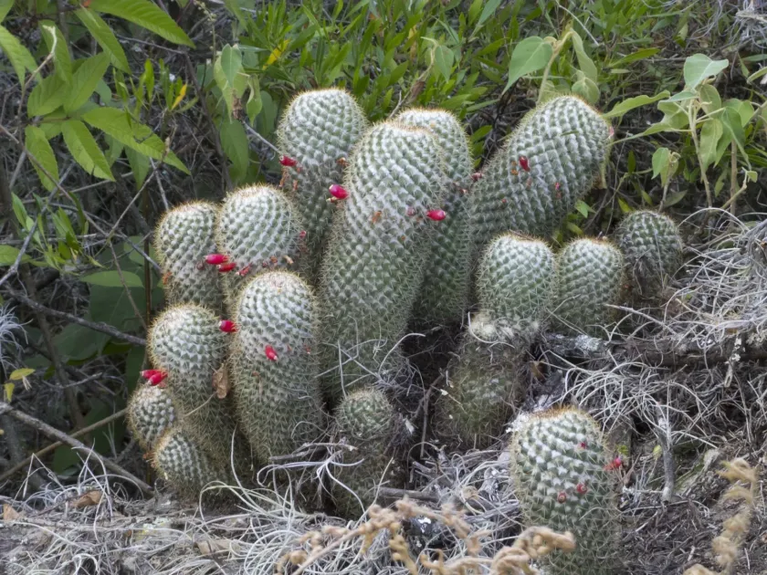 Mammillaria columbiana