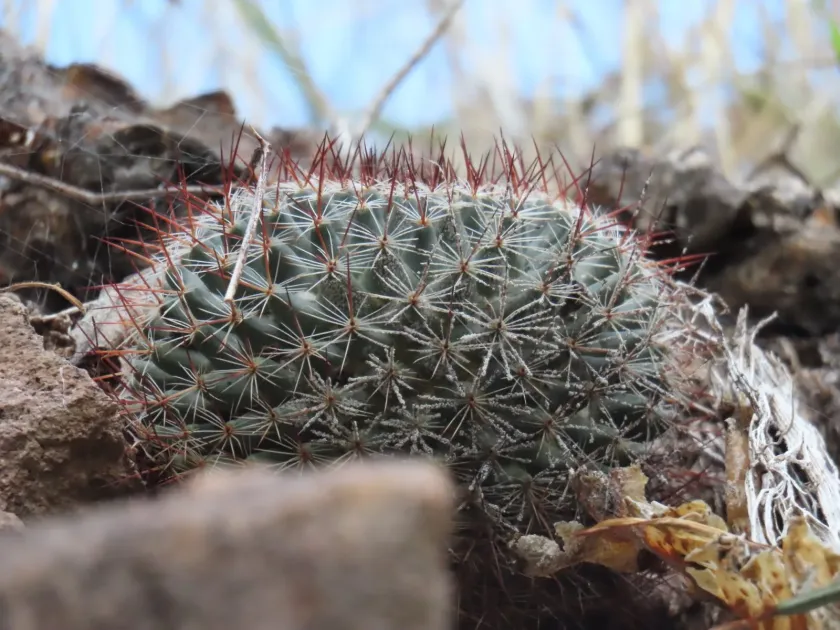 Mammillaria brandegeei