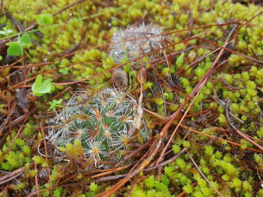 Mammillaria deherdtiana