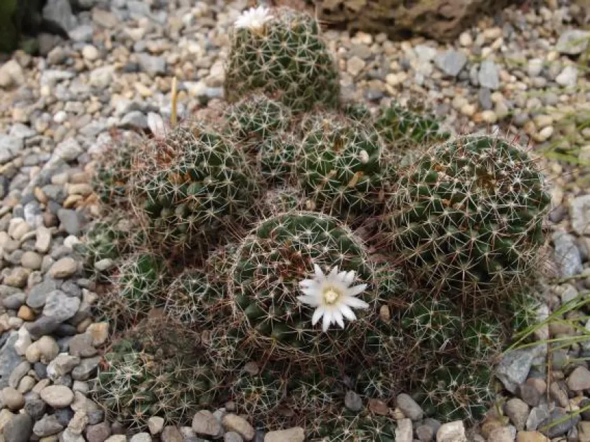 Mammillaria decipiens