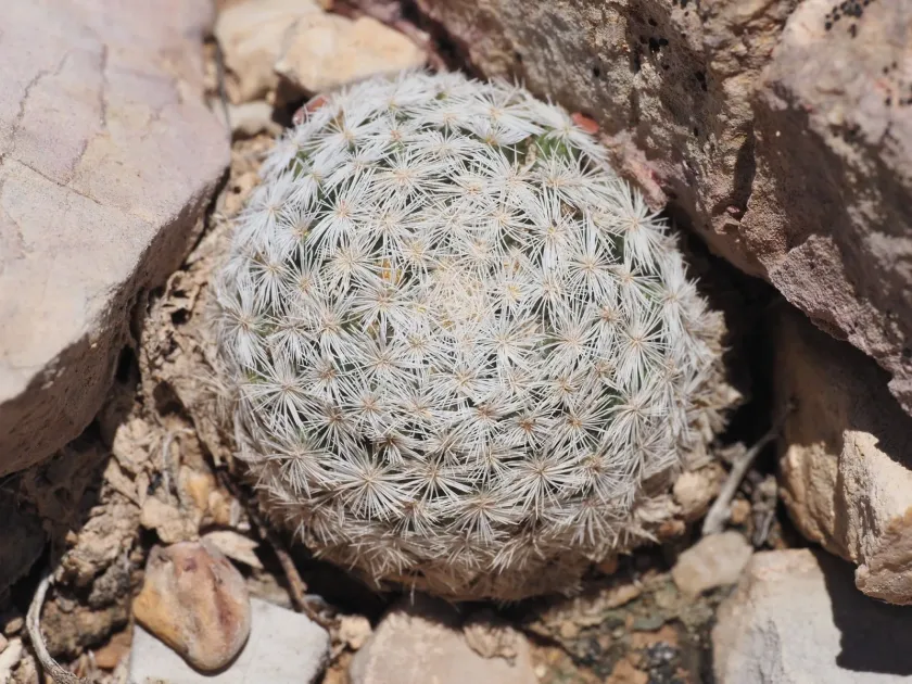 Mammillaria lasiacantha