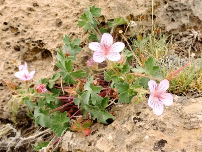 Dalmatian cranesbill