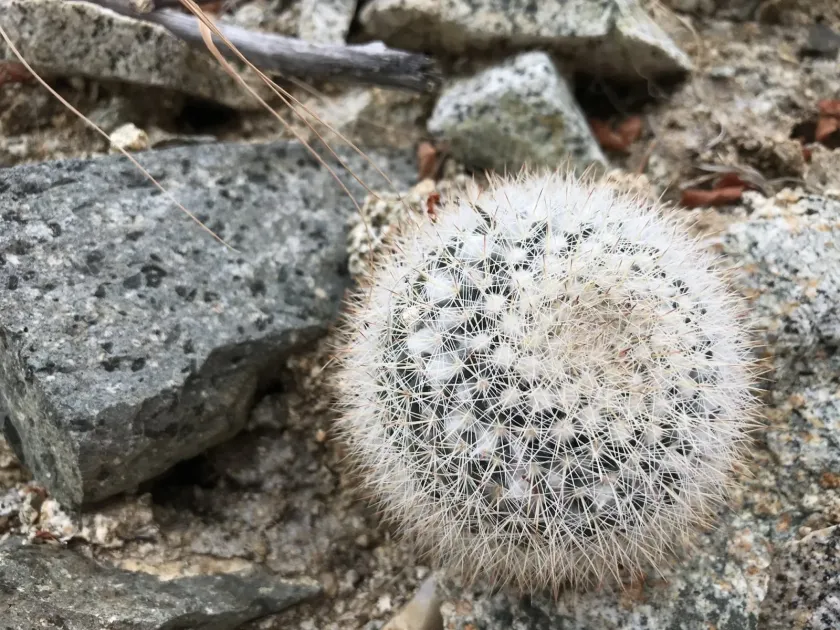 Mammillaria evermanniana