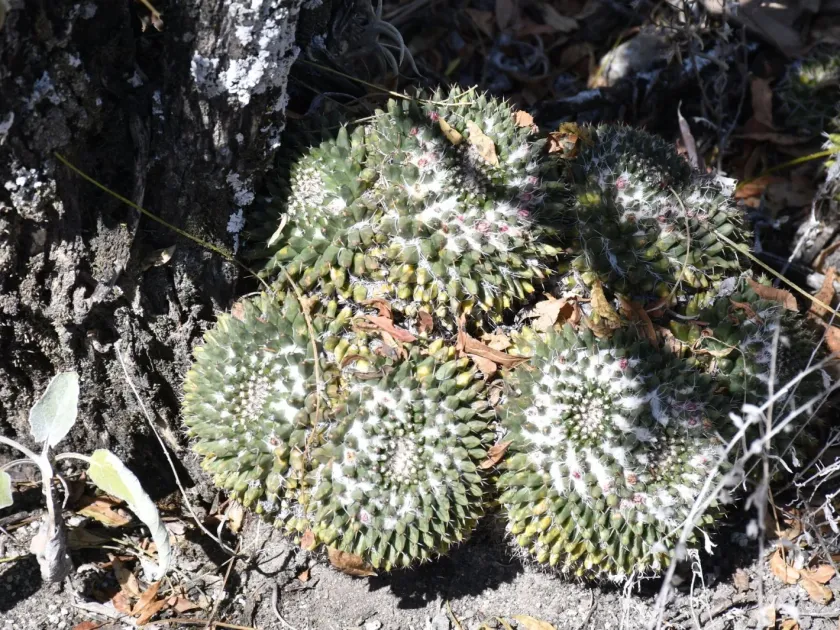 Mammillaria karwinskiana