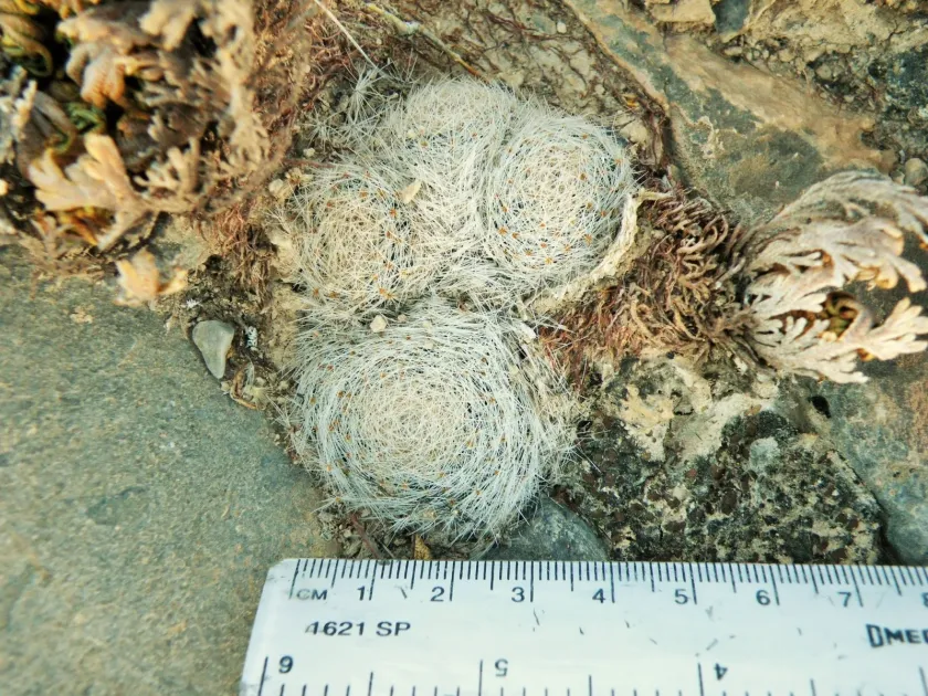 Mammillaria lenta