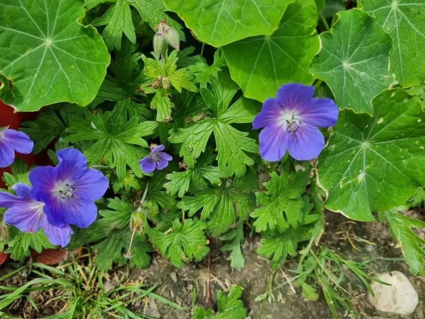 Himalayan geranium