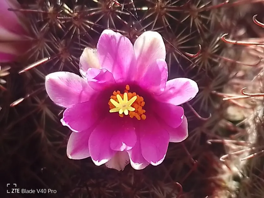 Mammillaria mazatlanensis