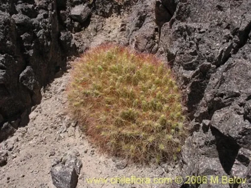 Maihueniopsis colorea