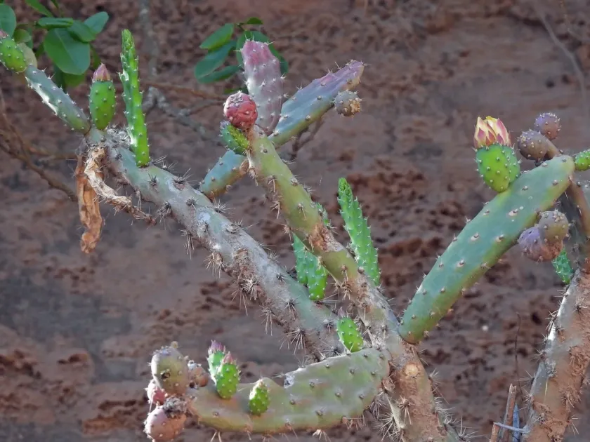 Opuntia colubrina