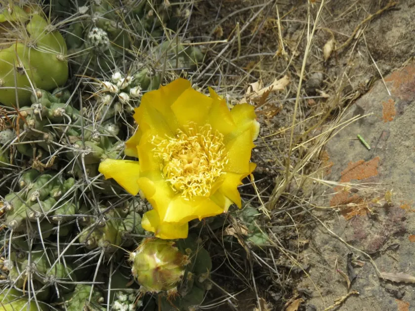Cumulopuntia zehnderi