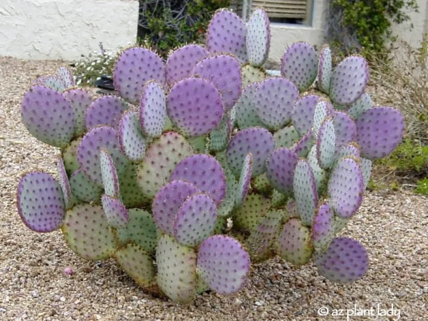 Santa Rita Prickly Pear