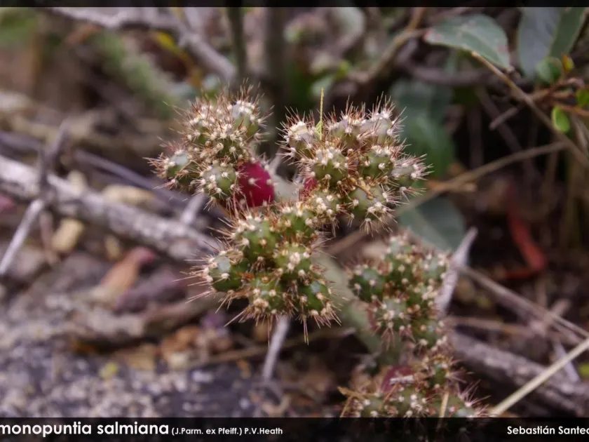 Austrocylindropuntia salmiana