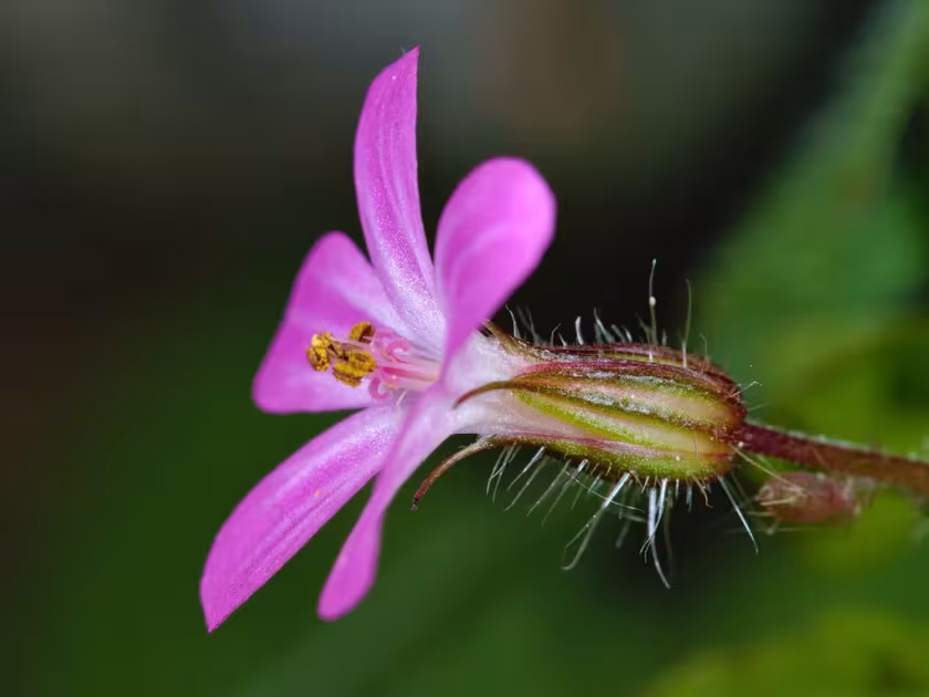 Purple cranesbill
