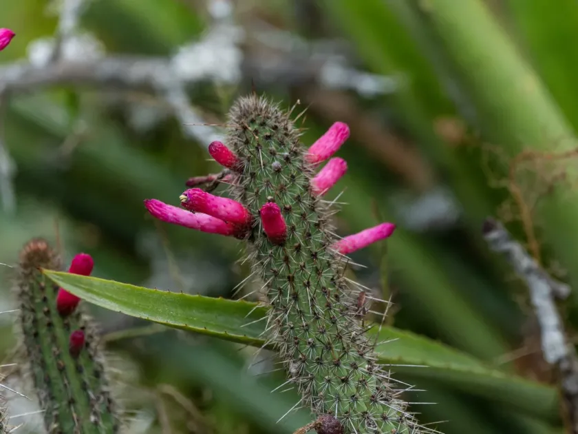 Cleistocactus candelilla