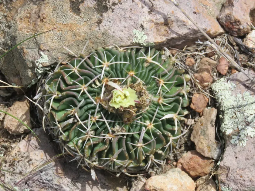Echinofossulocactus phyllacanthus