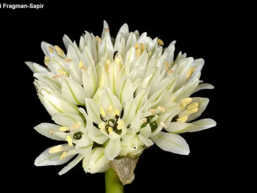 Oriental onion