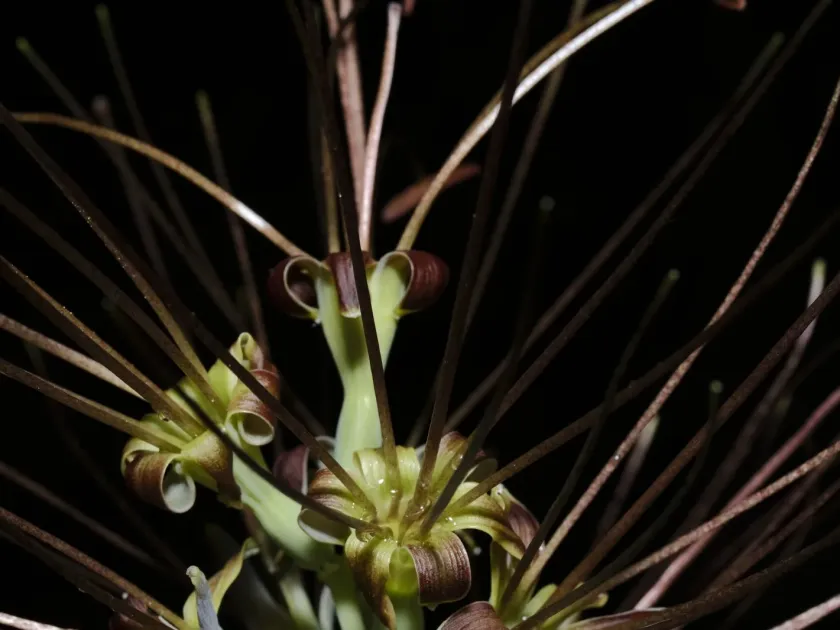 Variegated Agave