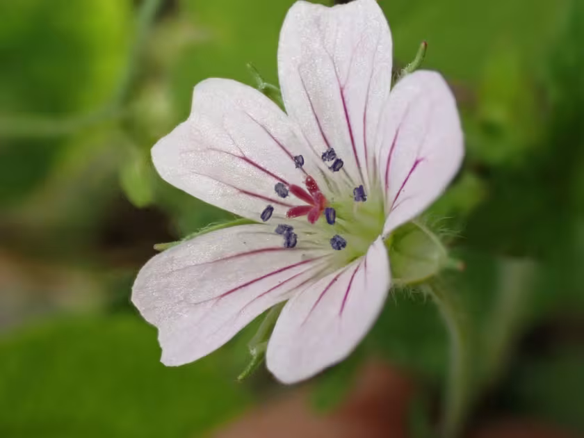 Nepalese cranesbill