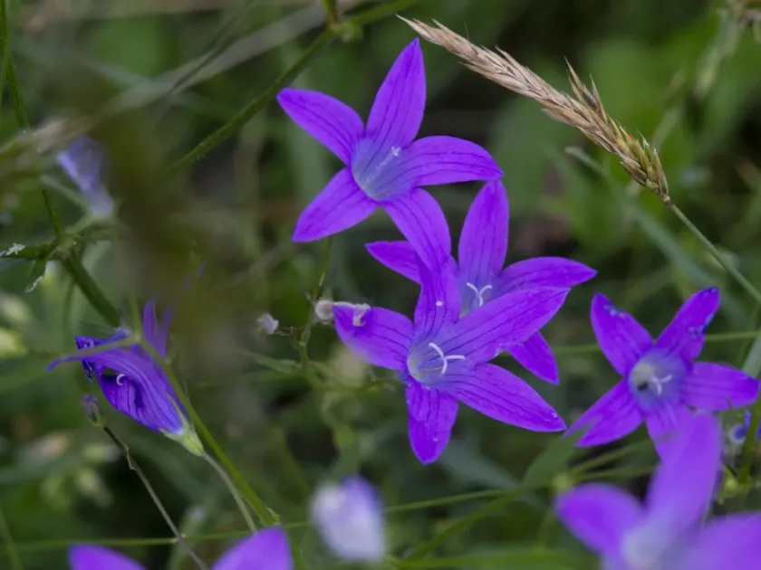Spruce bellflower