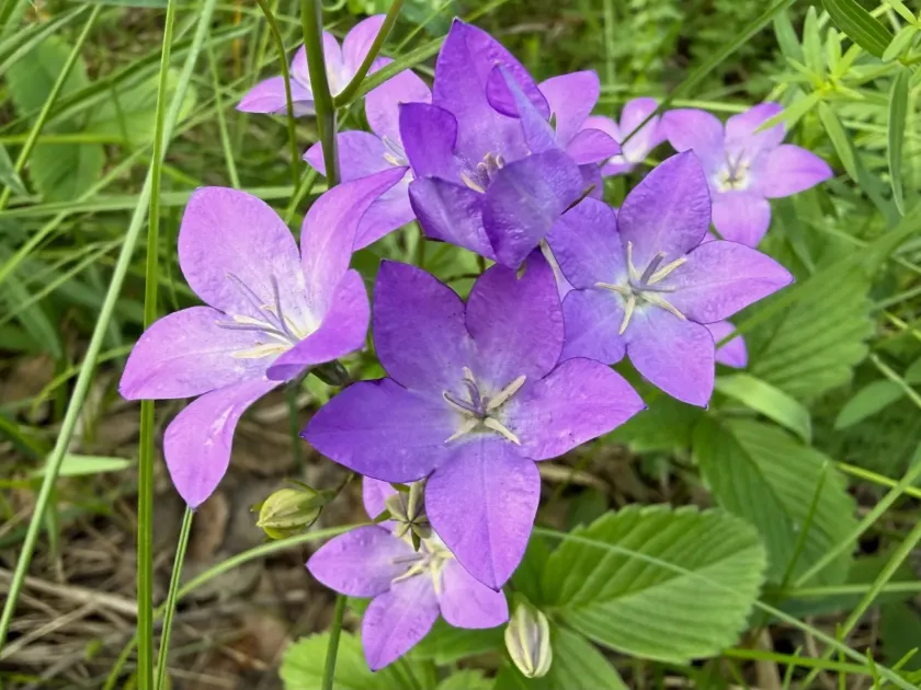 Steven's bellflower