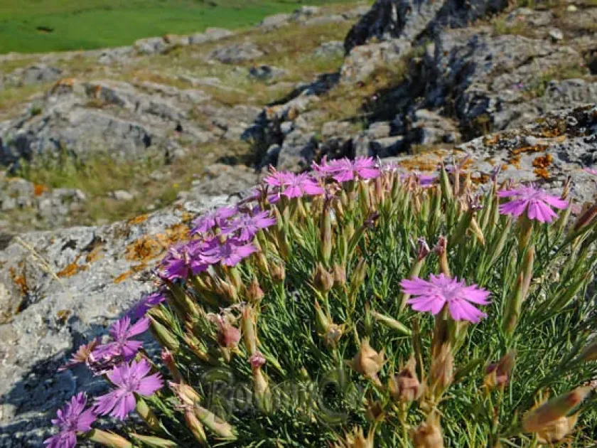 Dianthus nardiformis
