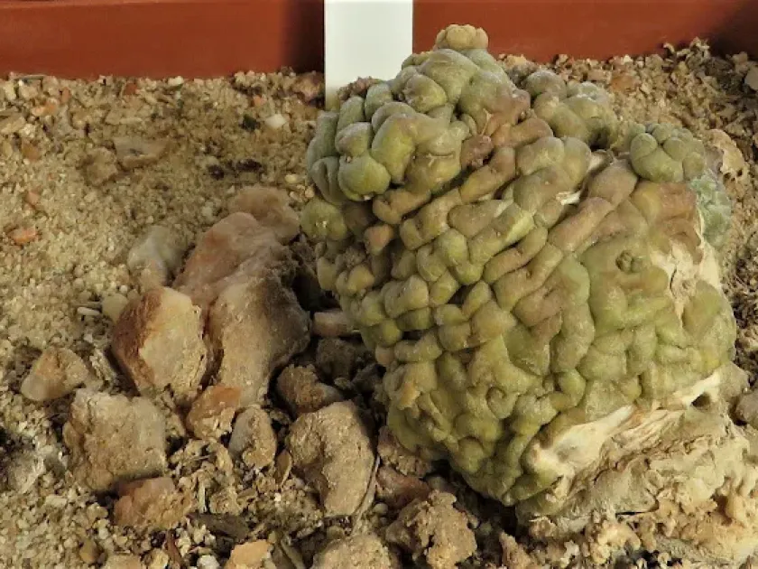 Monsonia multifida