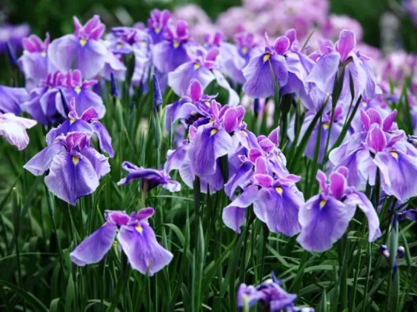 Hybrid iris