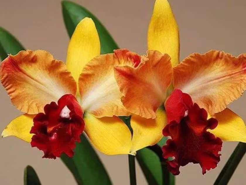 Cattleya hybrids
