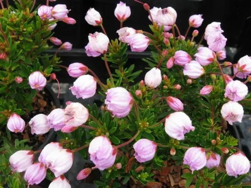 Phylliopsis hillieri
