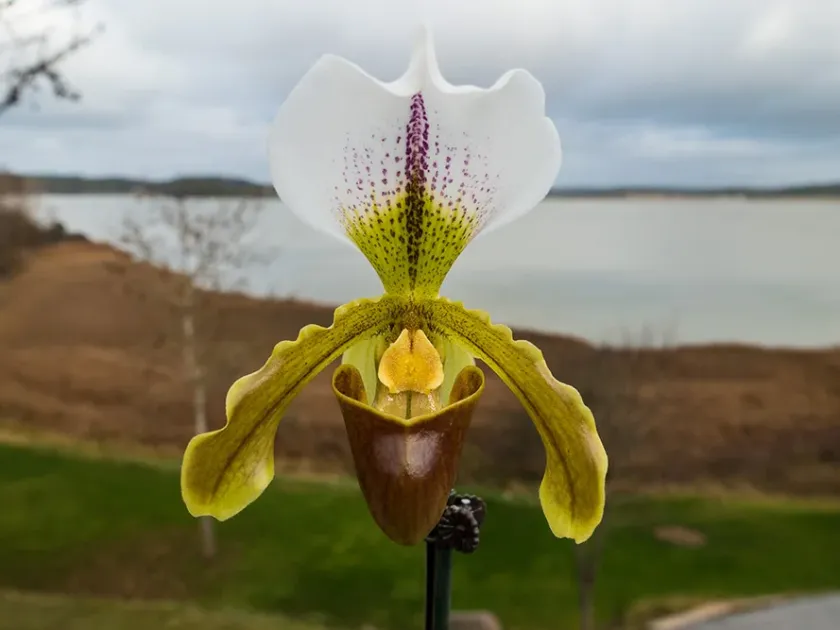 Paphiopedilum leeanum