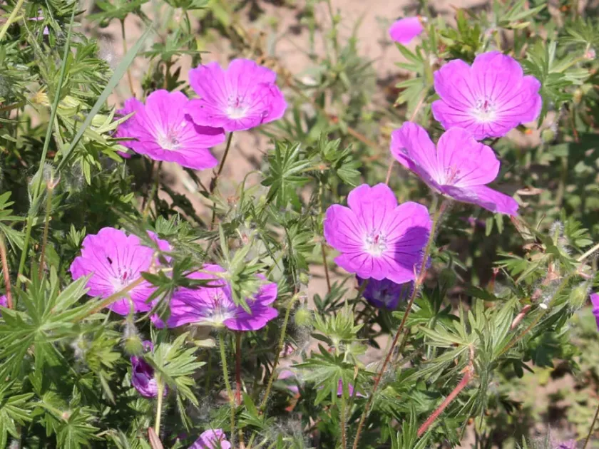 Hybrid Geranium