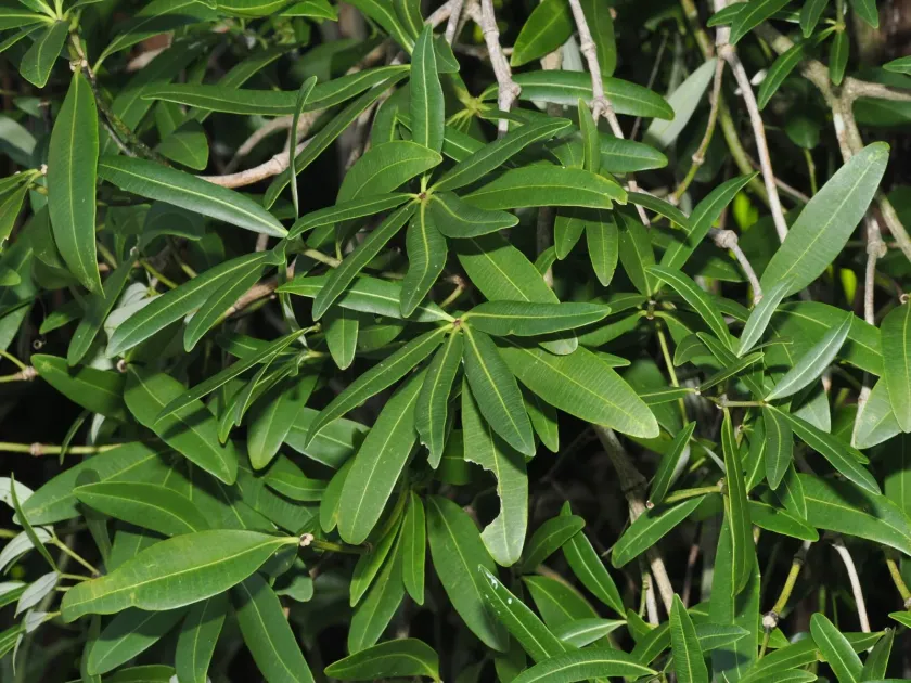 Alstonia actinophylla