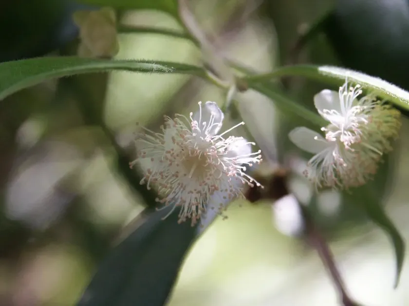 Lenwebbia lasioclada