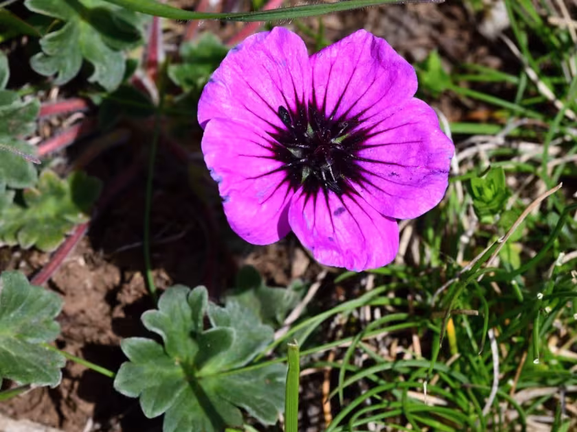 Geranium subcaulescens