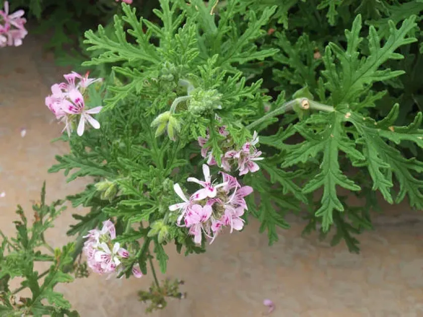 Oak-leaved pelargonium