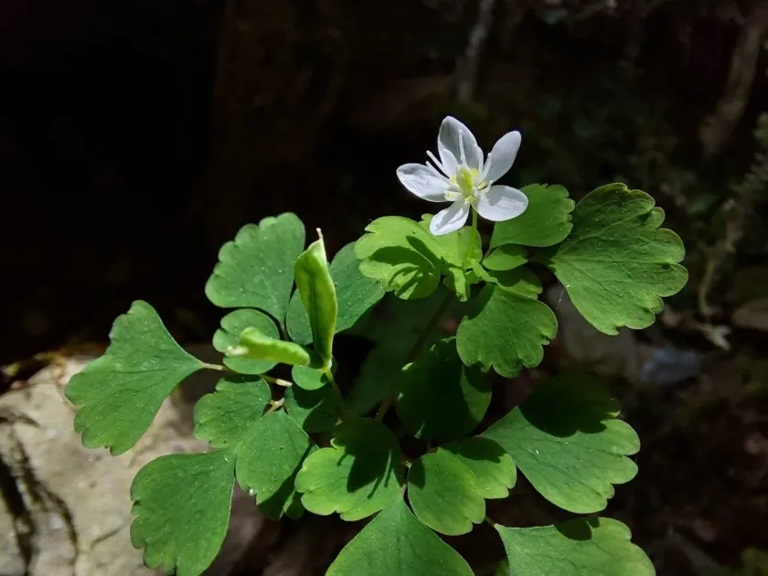 Dichocarpum adiantifolium