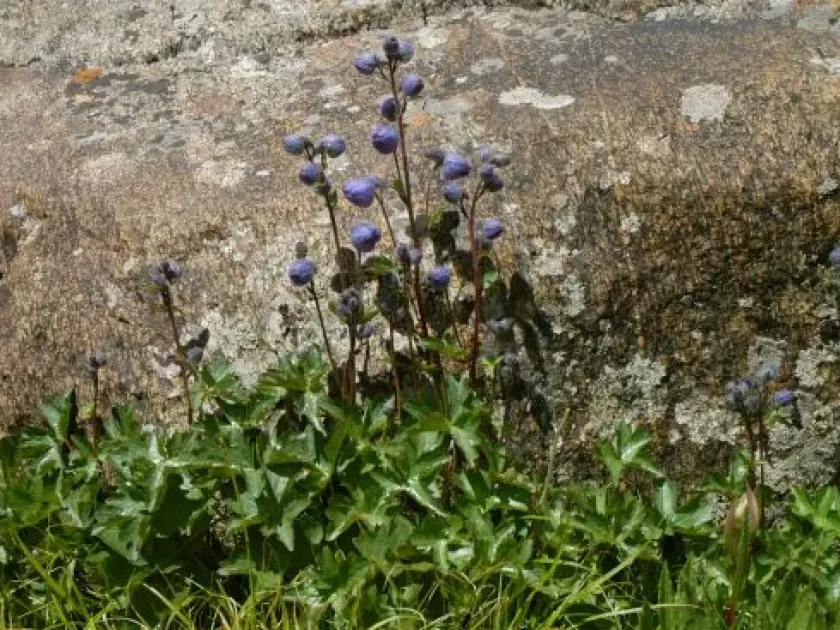 Kashmir delphinium