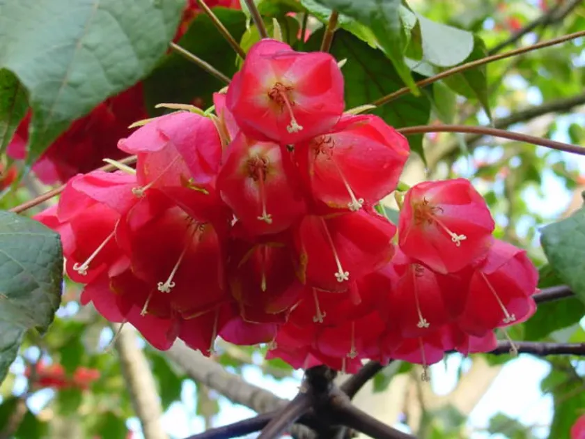 Dombeya cacuminum
