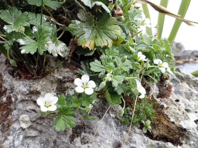 Travers's geranium