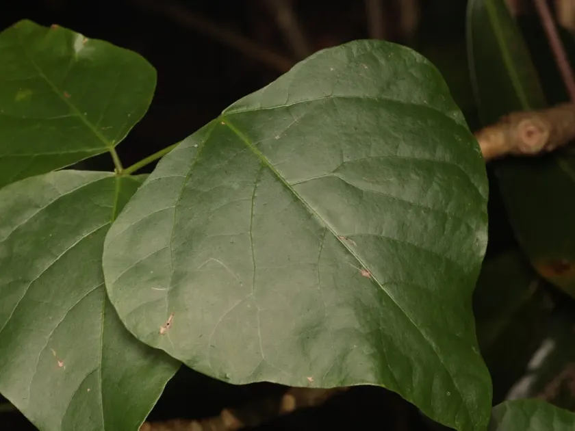 Erythrina sykesii