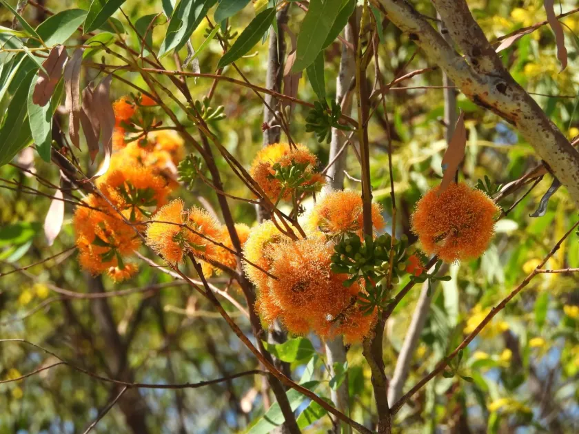 Eucalyptus phoenicea