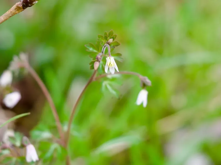 Semiaquilegia adoxoides
