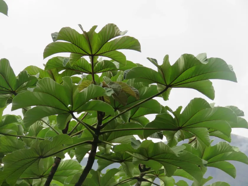 Cecropia glaziovii